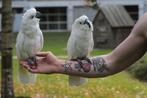 Opvang dringend opzoek naar 2 witkuif kaketoe popjes, Dieren en Toebehoren, Vogels | Parkieten en Papegaaien, Meerdere dieren