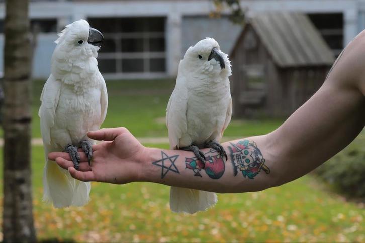 Opvang dringend opzoek naar 2 witkuif kaketoe popjes, Dieren en Toebehoren, Vogels | Parkieten en Papegaaien, Meerdere dieren