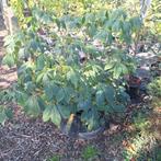 Jonge Bomen en Planten in Pot, Bloeit niet, Halfschaduw, Overige soorten, 100 tot 250 cm