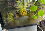 Aquarium fluval 57 liter, Dieren en Toebehoren, Vissen | Aquaria en Toebehoren, Ophalen of Verzenden, Zo goed als nieuw, Leeg aquarium