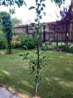 jonge appelboom, Tuin en Terras, Planten | Bomen, Overige soorten, 100 tot 250 cm, Zomer, Ophalen
