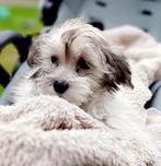 Prachtige Boomer pups (Sociaal & Speels), Dieren en Toebehoren, Honden | Chihuahua's en Gezelschapshonden, België, Particulier
