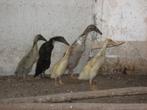 indische loopeenden, Dieren en Toebehoren, Pluimvee, Meerdere dieren, Eend