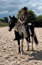 Brave ruin, Dieren en Toebehoren, Pony's, E pony (1.48m - 1.57m), B, Ruin, 3 tot 6 jaar