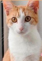 Nood oproep 2 k3rngezonde katten