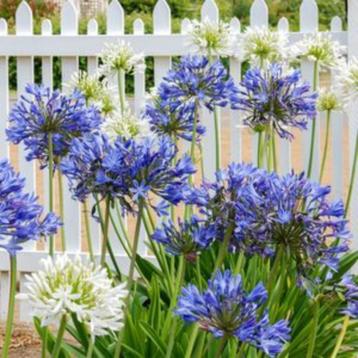 Grote Agapanthus kuipplanten in pot. Meerdere soorten. beschikbaar voor biedingen