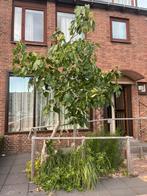 Vijgenboom, Tuin en Terras, Planten | Bomen, Ophalen, Volle zon, Overige soorten