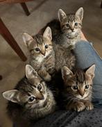 Lieve, makke en sociale kittens, Dieren en Toebehoren, Katten en Kittens | Overige Katten, Meerdere dieren, Kortharig, 0 tot 2 jaar