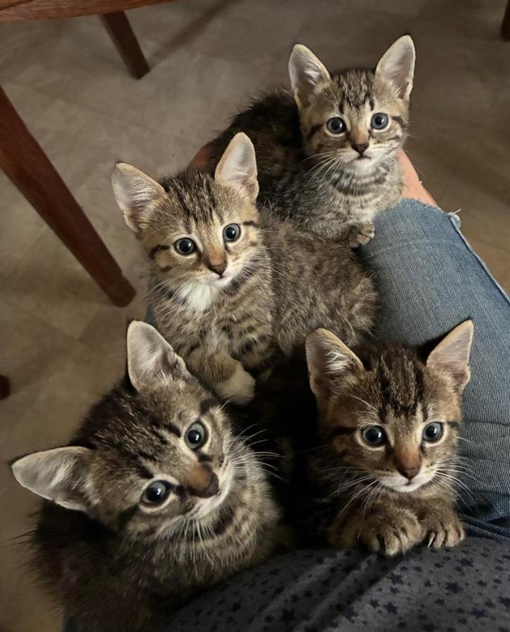 Lieve, makke en sociale kittens, Dieren en Toebehoren, Katten en Kittens | Overige Katten, Kortharig, Meerdere dieren, 0 tot 2 jaar
