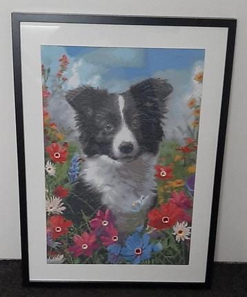 diamond painting Bordercolly 40x60cm in (lijst 53x73cm) beschikbaar voor biedingen