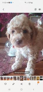 Beeldschone Toypoedel pupjes 2 teefjes ., Dieren en Toebehoren, Honden | Chihuahua's en Gezelschapshonden, Poedel, 8 tot 15 weken