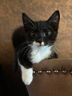 2 lieve kittens nog te koop, Meerdere dieren