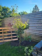 Jonge Appelboom te koop!, Tuin en Terras, Planten | Bomen, Overige soorten, Lente, 100 tot 250 cm, Ophalen