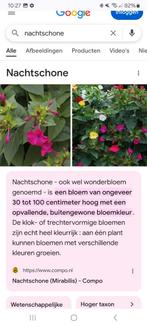 Bollen/wortels van de nachtschone. Verschillende kleuren., Ophalen, Voorjaar, Volle zon, Wortelstok