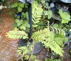 Diverse bomen te koop, Ophalen