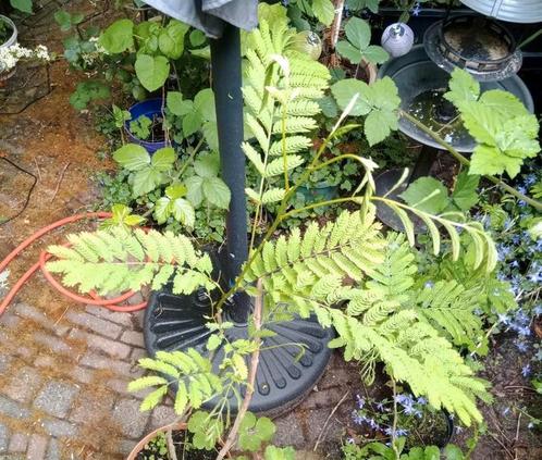 Diverse bomen te koop, Tuin en Terras, Planten | Fruitbomen, Ophalen