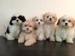 Mooie Boomer pups ShihTzu x Maltezer ️, Nederland, Overige rassen, CDV (hondenziekte), 8 tot 15 weken