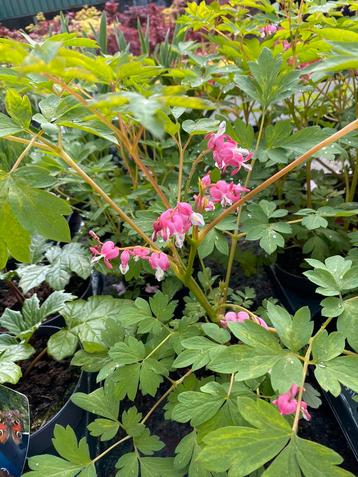 Dicectra spectabilis (gebroken hartje )