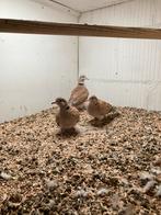 Jonge lachduiven wildkleur pastel, Meerdere dieren, Tortelduif