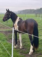Barok pinto / half fries., Dieren en Toebehoren, Paarden, Gechipt, Minder dan 160 cm, Ruin, 3 tot 6 jaar