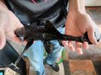 Black Adonis Pleco 35cm, Vis