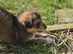 Zwitserse Witte Herder gekruist met Australian Shepherd ", Dieren en Toebehoren, Rabiës (hondsdolheid), Overige rassen, 8 tot 15 weken