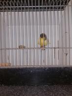 Gloster pop, Dieren en Toebehoren, Vogels | Kanaries, Vrouwelijk, Postuurkanarie