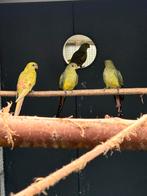 Split pastel bergparkiet poppen, Dieren en Toebehoren, Vogels | Parkieten en Papegaaien, Meerdere dieren, Parkiet