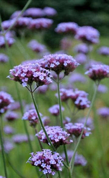 Verbena (IJzerhard) stekjes beschikbaar voor biedingen