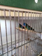 Te koop, Dieren en Toebehoren, Vogels | Overige Vogels, Meerdere dieren, Tropenvogel