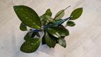 Hoya carnosa, Huis en Inrichting, Kamerplanten, Ophalen of Verzenden, Halfschaduw, Minder dan 100 cm