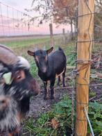 Lief gecastreerd dwergeit bokje Guus, Dieren en Toebehoren, Schapen, Geiten en Varkens, Mannelijk, Geit, 0 tot 2 jaar