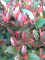 100 stuks photinia in 1 koop, Ophalen, Eenjarig, Overige soorten, Halfschaduw
