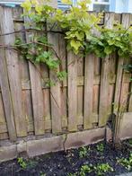 druiven struik, Ophalen, Overige soorten, 100 tot 250 cm