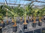 Trachycarpus wagnerianus winterharde palmboom, Tuin en Terras, Planten | Tuinplanten, Ophalen, Overige soorten, Volle zon