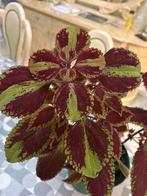 Bloem, Ophalen, Volle zon