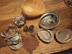 Schelpen collectie, Ophalen of Verzenden, Schelp(en)