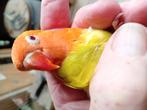 Jonge fischeris gele is rood oog, Dieren en Toebehoren, Meerdere dieren, Dwergpapegaai of Agapornis