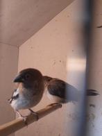 Japanse meeuwtjes, Dieren en Toebehoren, Meerdere dieren