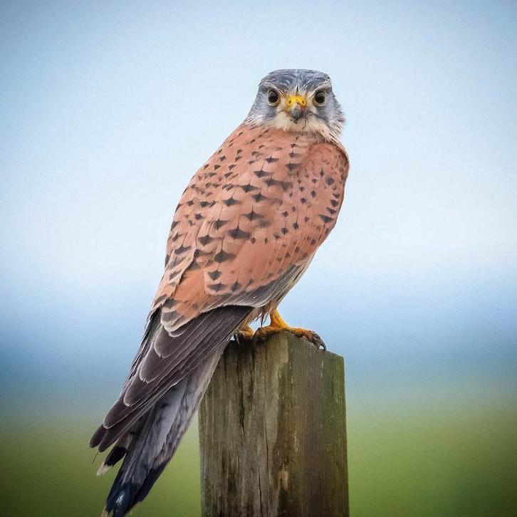 Gezocht overleden dieren/vogels, Verzamelen, Dierenverzamelingen, Zo goed als nieuw, Beeldje of Figuurtje, Vogel, Ophalen