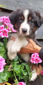 Raszuivere Australian Shepherd pups, Dieren en Toebehoren, Honden | Herdershonden en Veedrijvers, 8 tot 15 weken, CDV (hondenziekte)