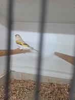 Super mooie bastaard man, Mannelijk, Wildzangvogel