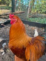 1x Brahma 1x Buff Orpington haan, Dieren en Toebehoren, Pluimvee, Mannelijk, Kip