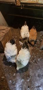 Mooie brahma columbia hanen, Dieren en Toebehoren, Pluimvee, Mannelijk, Kip