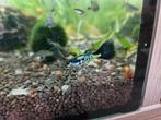 100% raszuiver Galaxy Blue Tail guppies, rasguppen, Dieren en Toebehoren, Vissen | Aquariumvissen, Vis