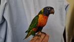 Lori van de blauwe bergen een vrouw, Dieren en Toebehoren, Vrouwelijk, Papegaai, Tam