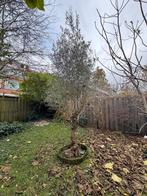 Olijfboom, Ophalen, Olijfboom, 250 tot 400 cm