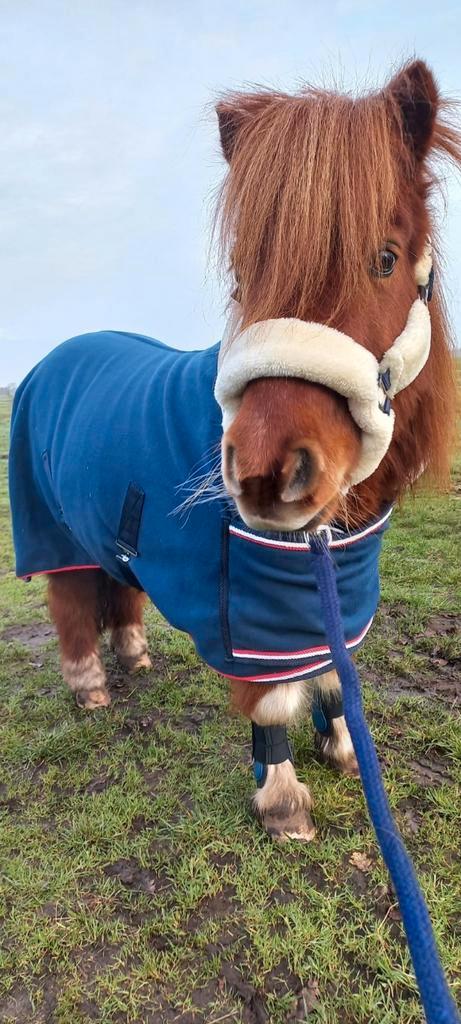 Mooie nette wedstrijd set shet, Dieren en Toebehoren, Paarden en Pony's | Dekens en Dekjes, Zo goed als nieuw, Ophalen of Verzenden
