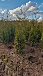 Thuja Brabant coniferen 80/100 tot 180cm Haagconiferen, Ophalen, Conifeer, 100 tot 250 cm