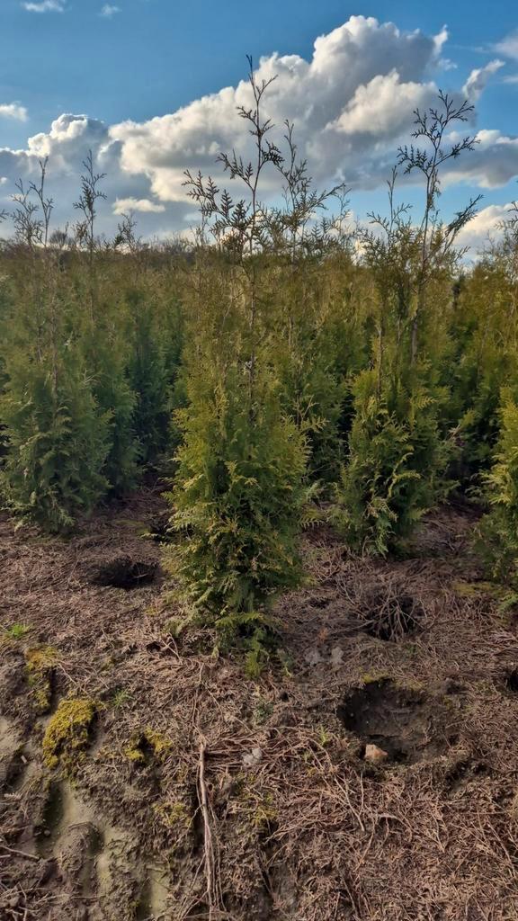 Thuja Brabant coniferen 80/100 tot 180cm Haagconiferen, Tuin en Terras, Planten | Struiken en Hagen, Conifeer, 100 tot 250 cm